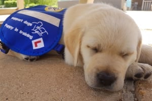 Sponsor our puppies